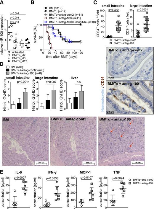 Figure 6. MiR-100 antagonism enhances GvHD. (A) Allo-HCT was performed as described in the “Methods” section. MiR-100 expression on days 2, 6, and 12 after allo-HCT is displayed for the small bowel using qRT-PCR. MiR-100 expression is downregulated on day 2 (P = .013), day 6 (P = .003), and day 12 (P = .005) after allo-HCT as compared with untreated animals. The experiment was performed 3 times with at least 3 mice in each group. (B-E) Mice were transplanted with 5 million BM cells and 100 000 CD4+/CD8+ Tc’s to induce a delayed GvHD phenotype. The number of mice is indicated for the respective groups. (B) Survival was reduced in the group treated with antag-100 compared with antag-cont2–treated animals (P < .0001), untreated mice (P < .0001), BM controls (P < .0001), or antag-100+cilengitide treatment (P < .0001). The experiment was performed 3 times, and the resulting data were pooled. (C) The number of CD34+ ECs was analyzed by immunohistochemistry in small and large bowels from the indicated groups, isolated on day 14 after allo-HCT. Antag-100 treatment significantly increased the number of CD34+ ECs in the small (P < .0001) and large intestines (P < .0001) as compared with antag-cont2–treated animals. The experiment was performed once with 6 individual animals per group. Representative pictures from the small bowel stained for CD34 (peroxidase staining) are shown. (D) Histopathology of the intestines was quantified as indicated in the “Methods” section. The mean score ± SD for cumulative histopathology (apoptosis and inflammation) is shown for 1 of 2 independent experiments, each performed with 6 individual animals per group. (E) Animals were euthanized on day 13 after allo-HCT, and serum was isolated from the indicated groups. The mean values for IL-6, IFN-γ, monocyte chemoattractant protein 1, and TNF ± SD are displayed for 1 of 2 independent experiments, representing 6 individual animals per group.