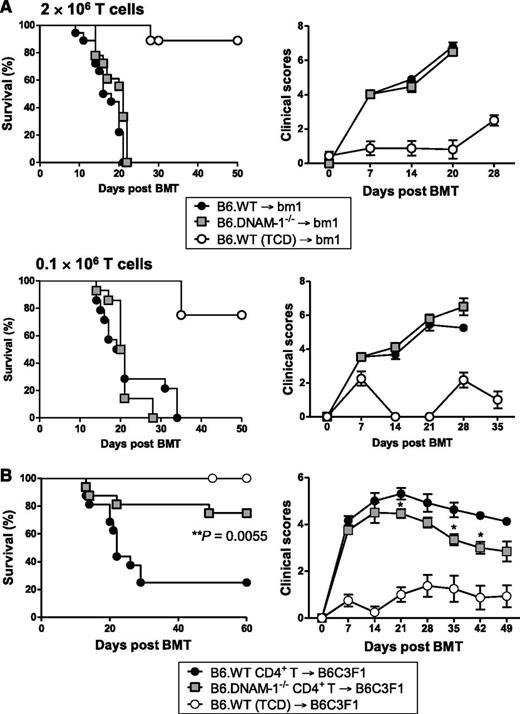 Figure 2. The DNAM-1 effects on GVHD are dependent on CD4+ T cells. (A) 5 × 106 BM and 2 × 106 or 0.1 × 106 CD3+ T cells from B6.WT or B6.DNAM-1−/− donor mice were transplanted into lethally irradiated bm1 recipients. Survival data (left) and clinical scores (right) with 2 × 106 or 0.1 × 106 T cells are combined from 2 replicate experiments, respectively. 2 × 106 T cells (n = 18 per T-cell–replete group and n = 8 in TCD control). 0.1 × 106 T cells (n = 14 per T-cell–replete group and n = 4 in TCD control). (B) 5 × 106 BM from B6.WT and 1.8 × 106 CD4+ T cells from B6.WT or B6.DNAM-1−/− donor mice were transplanted into lethally irradiated B6C3F1 recipients. P = .0055, B6.DNAM-1−/− vs B6.WT. Survival data shown are combined from 2 replicate experiments (n = 16 per T-cell–replete group and n = 8 in TCD control).