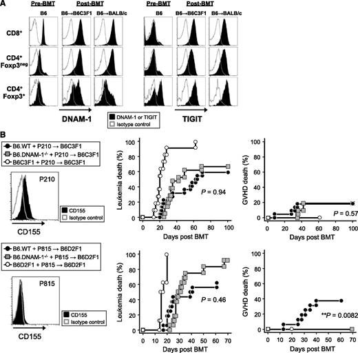 Figure 6. The absence of DNAM-1 on donor cells maintains GVL effects. (A) Lethally irradiated B6C3F1 or BALB/c mice were transplanted with 5 × 106 BM and 2 × 106 or 0.5 × 106 T cells, respectively, from B6.Foxp3.GFP mice. The expression of DNAM-1 or TIGIT was analyzed on each described T-cell subset from mesenteric lymph nodes at day 10 and from naive mice. Data are representative of 2 to 3 replicate experiments. The same pattern of staining was seen in T cells from spleen and peripheral lymph nodes (not shown). (B) 5 × 106 BM and 0.5 × 106 T cells from B6.WT, B6.DNAM-1−/−, B6C3F1, or B6D2F1 mice with 5 × 106 P210luc+ or 5 × 103 P815luc+ tumor cells were transplanted into lethally irradiated B6C3F1 recipients (upper panel) or B6D2F1 recipients respectively (lower panel). Representative FACS dots of CD155 expression on each tumor cell line (left), leukemia death (middle), and GVHD death (right) are shown. Data shown with P210luc+ are combined from 3 replicate experiments (n = 21 to 22 per T-cell–replete group and n = 11 in syngeneic control). P < .0001, B6C3F1 vs B6.WT or B6.DNAM-1−/−; P = .94, leukemia death of B6.WT vs B6.DNAM-1−/−; P = .57, GVHD death of B6.WT vs B6.DNAM-1−/−. Data shown with P815luc+ are combined from 2 replicate experiments (n = 16 per T-cell–replete group and n = 8 in syngeneic control). P < .0001, B6D2F1 vs B6.WT or B6.DNAM-1−/−; P = .46, leukemia death of B6.WT vs B6.DNAM-1−/−; P = .0082, GVHD death of B6.WT vs B6.DNAM-1−/−. Fisher’s exact test confirmed that there was a significant relationship between GVHD death and group (P = .007).