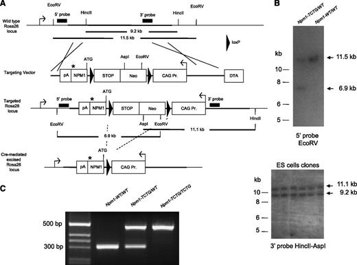 Figure 1. Generation of a conditional mouse model with the human NPM1 mutation A. (A) Strategy for targeted insertion of a human NPM1 mutation A cDNA into the murine ROSA26 genomic DNA locus. The figure describes the structure of the mouse ROSA26 locus (top), the targeting vector (upper middle), the targeted allele (lower middle), and Cre-mediated excised allele (bottom). The targeting vector was a 16-kb plasmid containing a transgenic cassette expressing the NPM1 mutant cDNA (NPM1; *position of the TCTG duplication), a combined loxP flanked STOP-Neomycin selection cassette, an inducible CAG promoter, and a negative DTA selection marker. NEO is excised through Cre-mediated recombination between the 2 loxP sites (triangles). Positions of the 5′ and 3′ probes used to confirm the homologous recombination and relevant restriction sites for Southern blot analysis are indicated. (B) Southern blotting analysis confirmed the presence of homologous recombination in Npm1-TCTG/WT mice (top) and ES cells (bottom). (C) PCR genotyping strategy for Npm-TCTG/WT mice to distinguish the wild-type allele (304 bp) from the knocked-in recombined allele (472 bp).