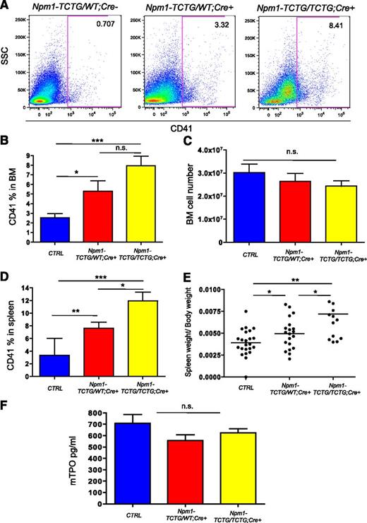 Figure 4. Expansion of the CD41+ megakaryocytes in Npm1-TCTG/WT;Cre+ and Npm1-TCTG/TCTG;Cre+ mice. (A) Flow cytometric analysis of single-cell suspensions of BM from representative Npm1-TCTG/WT;Cre+, Npm1-TCTG/TCTG;Cre+, and Npm1-TCTG/WT;Cre− pIpC-treated control mice demonstrates an increase in the percentage of CD41+ megakaryocytic cells. (B) Quantification of CD41+ megakaryocytic cells in the BM of age-matched mutant mice analyzed as in panel A: Npm1-TCTG/WT;Cre+ (n = 11) and Npm1-TCTG/TCTG;Cre+ (n = 6); CTRL indicates control mice including Npm1-WT/WT;Cre+ (n = 3), Npm1-TCTG/WT;Cre− (n = 7), and Npm1-TCTG/TCTG;Cre− (n = 2) pIpC-treated mice. (C) BM cellularity in Npm1-TCTG/WT;Cre+ (n = 11), Npm1-TCTG/TCTG;Cre+ (n = 6), and control mice (genotypes and numbers are the same as in panel B). (D) Percentage of CD41+ megakaryocytic cells in the spleen of heterozygous (n = 10) and homozygous (n = 6) mutant mice compared with pIpc-treated Cre− controls (n = 6). (E) Composite data from age-matched littermates of indicated genotypes demonstrating mild hypersplenism in Npm1-TCTG/WT;Cre+ and Npm1-TCTG/TCTG;Cre+ mice. (F) Comparison of serum TPO concentration between Cre− pIpC control mice, Npm1-TCTG/WT;Cre+, and Npm1-TCTG/TCTG;Cre+ (n = 12 per genotype). *P < .05, **P < .01, ***P < .001 (unequal-variance t test). n.s. = not statistically significant.