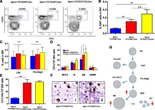 Figure 5. Expansion of the immature megakariocytes in Npm1-TCTG/WT;Cre+ and Npm1-TCTG/TCTG;Cre+ mice. (A) Flow cytometric analysis of single-cell suspensions of BM from representative Npm1-TCTG/WT;Cre+, Npm1-TCTG/TCTG;Cre+, and Npm1-TCTG/WT;Cre− pIpc-treated control mice demonstrates an increase in the percentage of Lin–Kit+Sca-1–CD150+CD41+ megakaryocytic progenitor populations. (B) Quantification of Lin–Kit+Sca-1–CD150+CD41+ MKPs in the BM of age-matched mutant mice analyzed as in panel A (n = 8 per genotype). (C) No differences in the percentage of Lin–Kit+Sca-1+ cells and Lin–Kit+Sca-1–CD41–CD150+FcgR–CD105lo erythromegakaryocytic progenitor cells in mutant Cre+ vs Cre− pIpC-treated control mice (n = 6 per genotype). (D) BM cells from Npm1-TCTG/WT;Cre+, Npm1-TCTG/TCTG;Cre+, and Cre− pIpC-treated mice were plated on M3434 methylcellulose medium (containing stem cell factor, IL-3, IL-6, erythropoietin) and scored for colony formation 7 to 10 days later (BFU-E, burst-forming unit-erythroid; GEMM, granulocyte, erythroid, monocyte, megakaryocyte; GM, granulocyte monocyte; M, monocyte). Results are the average of 3 independent experiments performed in duplicate (mean ± standard deviation are shown). (E) CFU-MK potential from total BM (n = 3 per genotype). (F) Photo of representative colonies (×10 magnification) from (ii) Npm1-TCTG/WT;Cre+ compared with (i) Npm1-TCTG/WT;Cre−. (G) Summary of the alterations in the development of the megakaryocytes after the expression of the NPM mutation A in the hematopoietic compartment. **P < .01; n.s. = not statistically significant.