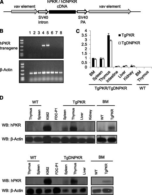 Figure 1. Mice are generated that express either a TgPKR or DNPKR mutant transgene exclusively in hematopoietic tissues. (A) Schematic of construct used for pronuclear injection. (B) PCR analysis of tail DNA to detect transgenic mice with primers specific for TgPKR. PCR for β-actin was used as an endogenous control. Lanes 4 and 5 are transgenic pups; others are WT siblings. (C) Real-time PCR assays of TgPKR or DNPKR expression in the indicated tissues of transgenic mice. Data represent relative mRNA levels (mean ± SEM, n = 3) normalized to mouse β-actin in arbitrary units. (D) Total cell lysates were analyzed by western blot for TgPKR or DNPKR protein expression in the tissues indicated.