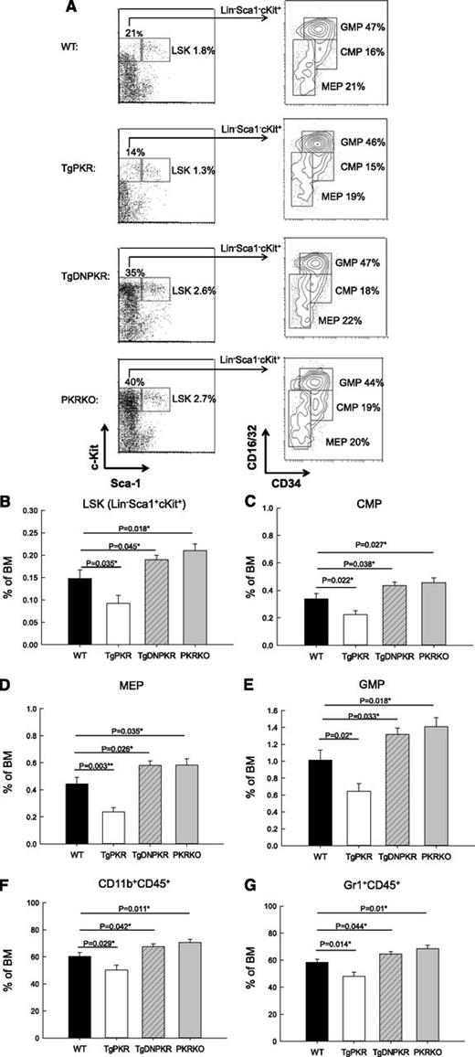 Figure 4. In vivo sizes of HSPC compartments and development of granulocyte/monocytes is altered in TgPKR transgenic and PKR knockout mice. (A) BM from 3- to 5-month-old mice was stained for lineage markers Lin, Sca-1, c-Kit, CD34, and CD16/32. The CD34 and CD16/32 staining of the Lin−, c-Kit+ subset was used to discriminate between hematopoietic progenitor cell populations. (B) Graph depicting the relative frequency of LSK hematopoietic stem cells in total BM. (C) The frequency of CMP cells in BM. (D) The frequency of MEP cells in total BM. (E) The frequency of GMP cells in total BM. (F) BM was stained for the monocyte marker CD11b and measured by flow cytometry. Graph shows the frequency of CD45+CD11b+ monocytes in total BM. (G) Graph of the average relative frequency of granulocytes (CD45+Gr-1+) in total BM cells. For all graphs the average data from 5 mice of each genotype is represented.