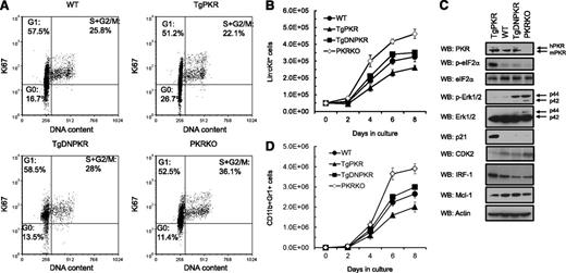 Figure 5. PKR regulates quiescence and cell-cycle progression of HSPCs. (A) Flow cytometry analysis of DNA content and Ki67 expression in Lin−c-Kit+ BM cells from WT, TgPKR, TgDNPKR, or PKRKO mice. Numbers on the plot are the frequency of cells in the indicated cell-cycle phases. (B) Proliferation of Lin−c-Kit+ BM cells from WT, TgPKR, TgDNPKR, or PKRKO mice in vitro under standard growth conditions was measured by flow cytometry (n = 5). (C) Western blotting of Lin−c-Kit+ BM cells from WT, TgPKR, TgDNPKR, or PKRKO mice to investigate the mechanisms of PKR-dependent proliferation and cell cycle regulation. The cells from 5 mice for each genotype were pooled for western blotting. (D) Differentiation of Lin−c-Kit+ cells from WT, TgPKR, TgDNPKR, or PKRKO mice into CD11b+Gr1+ cells was measured by flow cytometry after culture under standard growth conditions.