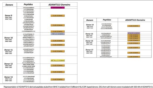 Endocytosis of higher concentrations of ADAMTS13 leads to presentation of different ADAMTS13-derived peptides