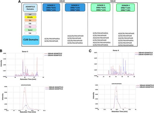 Figure 5. HLA-DRB1*11 donors only present ADAMTS13 CUB domain peptides. DCs from donors 3 and 4 were incubated with 100 nM or 500 nM of ADAMTS13. MHC II–peptide complexes were purified and the eluted peptides were identified using mass spectrometry and Proteome Discoverer version 1.2. (A) Representation of peptides obtained for all 4 samples. (B-C) Total ion current chromatogram of peptides recovered from cells pulsed with 100 nM (blue) and 500 nM (red) ADAMTS13 for donors 3 and 4. Reconstructed ion chromatogram of GCRLFINVAPRIA peptide obtained from cells pulsed with 100 nM (blue) and 500 nM (red) ADAMTS13 for donors 3 and 4.