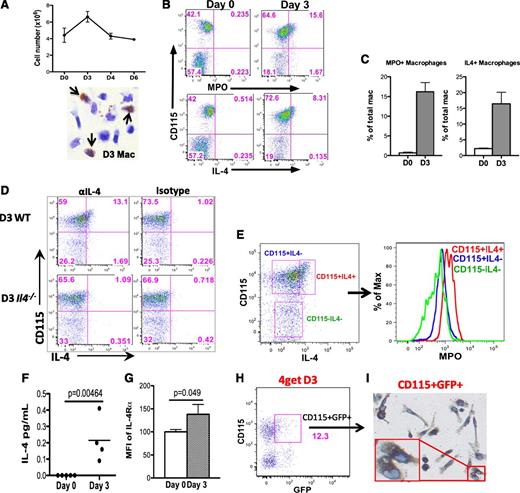 Figure 2. Efferocytosing macrophages produce IL-4 in vivo. (A) Peritoneal cell counts on day 0, 3, 4, or 6 following intraperitoneal injection of sodium periodate were enumerated and graphed. Immediately after peritoneal lavage, day 3 PEM with ingested neutrophils (arrows) were identified by cytospin and diaminobenzidine histochemical staining for MPO. (B) Day 0 or day 3 peritoneal cells were first labeled with CD115 and then stained for MPO and IL-4. Percentages of MPO-positive or IL-4–positive macrophages were quantified in (C). (D) PEM from day 3 WT or Il4−/− mice were labeled with CD115 and stained for intracellular IL-4 using anti-IL-4 or isotype. (E) MPO within CD115+IL-4+, CD115+IL-4, and CD115-IL-4 populations in day 3 peritoneal cells were measured by anti-MPO and compared by histogram (right). (F) Amounts of IL-4 in peritoneal lavages from naive mice or day 3 mice were measured by multiplex. Three to 4 mice were used for each time point. (G) Surface IL-4Rα chain on day 0 and day 3 macrophages were compared by flow cytometry. (H) Day 3 peritoneal cells from a 4get BALB/c mouse were labeled with CD115. GFP+CD115+ cells were sorted by FACS and followed by diaminobenzidine histochemistry for MPO on a microscope slide. (I) The sorted cells were then imaged; brown staining indicated the presence of MPO within the cells. GFP, green fluorescent protein.