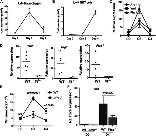 Figure 6. IL-4 signaling in macrophages promotes an M2 phenotype important for the resolution of inflammation. (A-B) The number of IL-4–producing macrophages (A) or NKT cells (B) during the course of peritonitis in WT mice was determined by ICS and flow cytometry. At least 3 mice were examined for each time point. (C) Peritoneal macrophages were cultured ex vivo for 48 hours, and expression of M2 markers Arg1, Ym1, and Fizz1 were quantified by quantitative polymerase chain reaction. Data represent 2 independent experiments. (D) Expression of M2 markers in day 3 WT and Il4−/− peritoneal macrophages were determined and compared as described in (C). Each dot represents data from 1 mouse. (E) Severity of sodium periodate–induced peritonitis in WT or I14raL/−LysMCre mice was scored by enumeration of peritoneal cells at days 0, 3, and 4. (F) Expression of Ym1 in mice from (E) was measured by quantitative polymerase chain reaction.