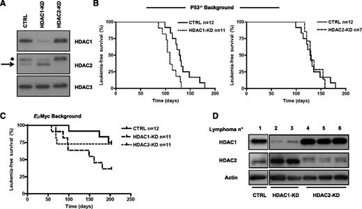 Figure 2. Hdac1/2 knock-down accelerates lymphomagenesis. (A-B) Lin− cells from p53−/− mice transduced with the control vector (CTRL) or vectors carrying an shRNA against Hdac1 or Hdac2 were sorted for GFP positivity and injected into lethally irradiated recipient WT mice. (A) Immunoblot analysis of cells transduced with the indicated retroviral vectors. The arrow indicates HDAC2. The asterisk indicates HDAC1 residual staining from the previous immunoblotting assay. Hdac3 served as a loading control. (B) Leukemia-free survival curves of mice transplanted with p53 null lin− cells transduced with the control vector (CTRL) or a vector carrying an shRNA against Hdac1 (left panel, P < .05) or Hdac2 (right panel, p=ns). (C-D) Eμ-myc fetal liver progenitor cells were transduced with the control vector (CTRL) or vectors carrying an shRNA against Hdac1 or Hdac2 and injected into irradiated recipient PTPRCA mice. (C) Kaplan-Meier survival curves are shown; hdac1 P < .05, hdac2 p=ns. (D) Western blots were performed on FACS-sorted GFP+ cell lysates from a control spontaneous Eμ-myc lymphoma (lane 1) and the indicated primary lymphomas with knockdown of HDAC1 (lanes 2 and 3) or HDAC2 (lanes 4-6) and were analyzed for the expression of the indicated HDACs. B-actin was used as a loading control.