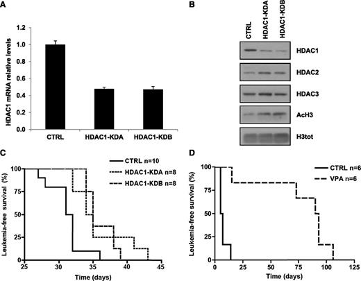 Figure 5. Hdac1 knock-down in APL blasts increases mice survival duration. (A-C) APL blasts from 129sv mice were transduced with the indicated vectors, sorted for GFP positivity, and transplanted in wt mice. (A) Analysis of Hdac1 mRNA levels in APL blasts transduced with the indicated retroviral vectors. Values are normalized against GAPDH and referred to CTRL. The graph represents the average and standard deviation of 3 independent experiments. (B) Immunoblot analysis of the expression of Hdac1, 2, and 3 and histone 3H acetylation in GFP+ APL blasts transduced as indicated. Histone 3H served as a loading control. (C) Leukemia-free survival curves of mice transplanted with APL blasts transduced with the indicated vectors and then were sorted for GFP expression (CTRL vs HDAC1-KDA or CTRL vs HDAC1-KDB: P < .05). (D) Leukemia-free survival curves of C57Bl/6-Ly5.1 recipient mice transplanted with APL cells derived from the mCGPR/PR leukemic mouse #1.VPA treatment was started when the blast cells in peripheral blood reached 5% to 10%. CTRL vs VPA: P < .001. Day 0 indicates the start of the treatment.