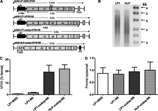 Figure 1. Comparison of AAV hFVIII variants. (A) Schematics of 4 rAAV vector genomes encoding hFVIII variants under the control of the LP1 or the smaller HLP regulatory element and upstream of either rabbit globin or synthetic polyadenylation sites. Shown are the A1, A2, A3, C1, and C2 domains of hFVIII either with the SQ B-domain sequences (top schematic) or with the proximal 226-aa region of the B domain (N6). The hFVIII cDNA sequence in the lower 2 constructs are codop. (B) Alkaline gel analysis of viral genomes extracted from 5 × 1010 rAAV5-LP1-codop-hFVIII-N6 (lane 1) and rAAV5-HLP-codop-hFVIII-N6 (lane 2) viral particles. (C) Mean hFVIII:Ag levels ± SD in murine plasma at 6 weeks after a single tail vein administration of rAAV-hFVIII constructs pseudotyped with serotype 5 capsid in wild-type C57Bl/6 mice (N = 3, dose = 2 × 1013 vg/kg). (D) Mean (± SD) proviral copy number in murine liver transduced with rAAV5-hFVIII variants.