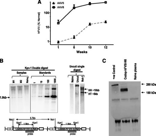 Figure 2. Evaluation of transduction with rAAV-HLP-codop-hFVIII-N6 in immunocompetent mice. (A) Kinetics of hFVIII:Ag expression following a single tail vein administration of 2 × 1013 vg/mouse of rAAV-HLP-codop-hFVIII-N6 pseudotyped with serotype 5 or 8 capsid in wild-type C57Bl/6 mice (N = 3/group). Shown are mean FVIII:Ag levels ± SD. (B, upper left) Southern blot of liver genomic DNA derived from mice (M1 and M2) transduced with rAAV8-HLP-codop-hFVIII-N6 was digested with Kpn I, a double cutter. Standards consist of rAAV-HLP-codop-hFVIII-N6 plasmid DNA spiked into naive mouse liver genomic DNA at the stipulated genome copies per cell concentration and then digested with Kpn I. (Upper right) Uncut DNA or DNA digested with a single cutter (Not I). HH, head-to-head and HT head-to-tail expected band size from proviral DNA in concatemeric configurations, respectively. (Bottom) A schematic showing the relative positions of Kpn I and Not I endonucleases in rAAV-HLP-codop-hFVIII-N6 when in a head to tail concatemeric configuration. (C) Western blot showing a single ∼210-kd band in the plasma of mice transduced with rAAV8-HLP-codop-hFVIII-N6, which is not present in naive mouse plasma. Positive control (+ve control) consisting of full-length recombinant hFVIII (Helixate) diluted in mouse plasma.