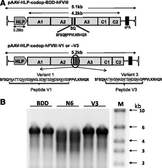 Figure 3. Comparison of smaller rAAV-HLP-codop-hFVIII constructs. (A) Schematic of smaller codon-optimized hFVIII expression cassettes. Top schematic consists of B domain–deleted variant, rAAV-HLP-codop-BDD-hFVIII, which is ∼5.1 kb in size. It comprises A1-A2-A3-C1-C2 FVIII domains and contains the SQ sequences between the A2 and A3 domains. rAAV-HLP-codop-hFVIII-V1 and rAAV-HLP-codop-hFVIII-V3 are identical to rAAV-HLP-codop-BDD-hFVIII except that peptides V1 or V3 have been placed within the SQ sequence. Both peptides contain the same 6 N-linked glycosylation triplets. (B) Analysis of viral DNA extracted from 5 × 1010 particles of each of the codon-optimized hFVIII vector preparation following separation on an alkaline agarose gel and run in duplicate showing bands of ∼5 kb, the expected size for the rAAV-HLP-codop-BDD-hFVIII (BDD) and rAAV-HLP-codop-hFVIII-V3 (V). In comparison, a rather diffuse signal was observed for the genomes extracted from AAV8-HLP-codop-hFVIII-N6 (N6), suggesting the packaging of a more heterogeneous proviral species. (Right) Size standards.