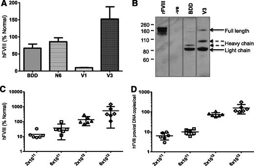 Figure 4. Evaluation of AAV FVIII variants in vivo. (A) Mean hFVIII:Ag levels ± SD in murine plasma derived from male wild-type C57Bl/6 mice (N = 6) at 6 weeks after tail vein injection of 2 × 1012 vg/kg of rAAV8-HLP-codop-hFVIII variants. (B) Sodium dodecyl sulfonate polyacrylamide gel electrophoresis/western blotting of murine plasma following gene transfer with rAAV-HLP-codop-BDD-hFVIII (BDD) and rAAV8-HLP-codop-hFVIII-V3 (V3) using a polyclonal rhesus anti-hFVIII antibody showing the heavy (∼90 kDa) and light (∼80 kDa) chains as well as a 170-kDa nonprocessed, primary translation product. Negative control (−ve) is naive mouse plasma and positive control consists of recombinant BDD hFVIII (ReFacto, first lane) diluted in murine plasma containing protease inhibitors. (C) Relationship between rAAV8-HLP-codop-hFVIII-V3 dose and hFVIII:Ag levels (mean ± SD) in murine plasma and (D) transgene copy number (mean ± SD) at 12 weeks following gene transfer.