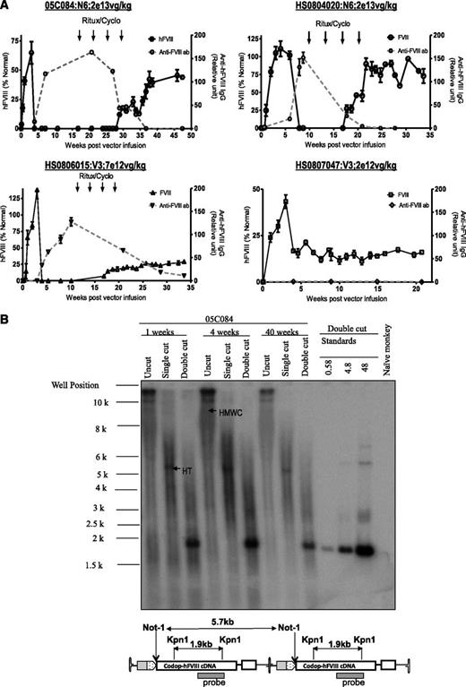 Figure 6. Evaluation of AAV FVIII variants in non-human primates. (A) hFVIII:Ag levels (solid black line; mean ± SD, left y-axis) and anti-hFVIII antibody titers (dashed gray line; relative units, right y-axis) as assessed by immunocapture assays over time in 4 2- to 4-year-old male monkeys following a single peripheral vein tail vein administration of either rAAV8-HLP-codop-hFVIII-N6 (N6) or rAAV8-HLP-codop-hFVIII-V3 (V3). Animals that developed neutralizing anti-hFVIII antibodies were treated with 4 monthly cycles of rituximab and cyclophosphamide shown by arrows. (B) Southern blot analysis showing molecular configuration of rAAV8-HLP-codop-hFVIII-N6 genome in macaque liver. Approximately 15 µg of DNA from each time point (1, 4, and 40 weeks after gene transfer) was electrophoresed uncut (uncut) or following digestion with Not I (single cutter) or Kpn I (double cutter). Shown are bands representing high-molecular-weight concatemers (HMWC) in the head-tail (HT) and head-to-head (HH) formation. (Bottom) A schematic of rAAV-HLP-codop-hFVIII-N6 in the HT configuration together with the cleavage sites for Kpn I and Not I.