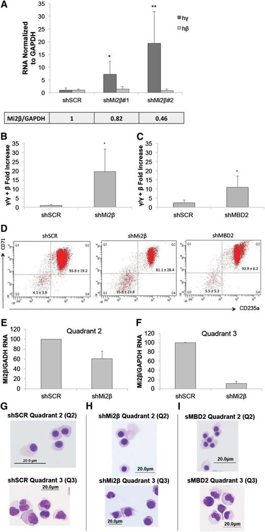Figure 3. Mi2β regulates the expression of the γ-globin gene in human primary erythroid cells. CD34+ human hematopoietic progenitor cells were infected with lentivirus vectors harboring shRNA either for scramble control, 2 different Mi2β constructs, or MBD2. (A) Knockdown with shMi2β 1 leads to a 7.2-fold induction of γ-globin gene expression determined by qPCR. Knockdown with shMi2β 2 leads to a ∼20-fold increase in γ-globin expression and a slight decrease in β-globin gene expression. Shown below the graph are RNA levels in cells infected with scramble control or knockdown shRNA vectors. (B) Partial knockdown of Mi2β (construct 2) leads to a 20-fold increase in γ/γ+β-globin gene expression. (C) Knockdown of MBD2 leads to a ninefold increase in expression of γ/γ+β-globin gene expression. (D) Fluorescence activated cell sorting analysis showing erythroid differentiation of 81.1% of CD34+ progenitor cells in which Mi2β is knocked down compared with 93.8% of scramble shRNA control cells and 92.9% of cells in which MBD2 is knocked down. Values signify standard deviations for ≥3 independent experiments. (E) qPCR analysis showing a ∼40% knockdown level of Mi2β RNA in double-positive cells taken at the end of differentiation (quadrant 2). (F) qPCR analysis showing a 90% knockdown of Mi2β RNA in double-negative cells taken at the end of differentiation (quadrant 3). (G-I) Wright-Giemsa stain of scramble control, Mi2β knockdown, and MBD2 knockdown cell populations. Photomicrographs were generated using an Olympus (Center Valley, PA) BX41 compound microscope and Olympus DP71 digital camera at ×100 magnification. Images were acquired with Olympus DP Controller software. Error bars represent the standard deviation of ≥3 independent experiments. *P < .05 and **P < .02 according to the Student t test.
