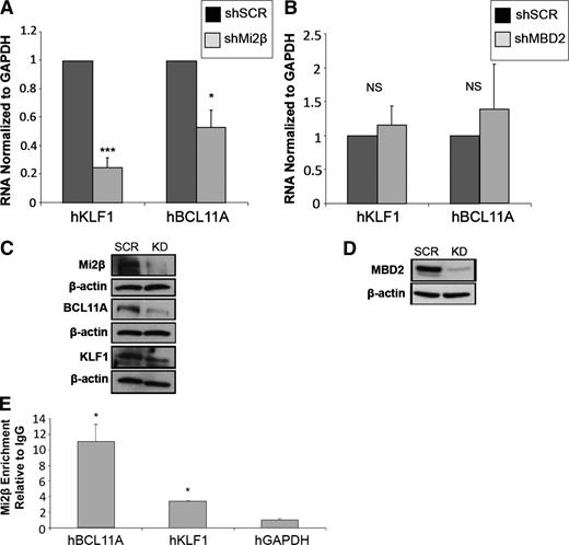 Figure 5. Mi2β positively regulates the expression of KLF1 and BCL11A in human CD34+ hematopoietic progenitor-derived primary erythroid cells. (A) qPCR analysis showing mRNA levels of KLF1 and BCL11A following Mi2β knockdown are decreased by 70% and 40%, respectively. (B) mRNA levels of KLF1 and BCL11A following MBD2 knockdown are not affected. (C) Western blot showing a decrease in the levels of BCL11A and KLF1 protein after Mi2β knockdown in human primary erythroid cells. (D) Western blot showing the level of MBD2 protein knockdown in human primary erythroid cells. (E) ChIP assay showing significant enrichment of Mi2β at the BCL11A and KLF1 promoter regions. Glyceraldehyde-3-phosphate dehydrogenase was used as a negative control, and enrichment values are normalized to IgG controls. Error bars represent the standard deviation of ≥3 independent experiments. *P < .05, **P < .02, and ***P < .001 according to the Students t test. NS = not statistically significant.