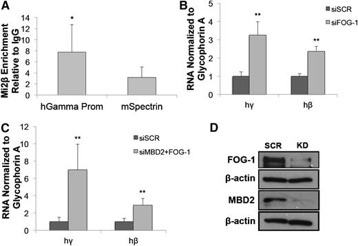 Figure 6. Mi2β occupies the γ-globin gene promoter and acts in a partially independent manner from GATA-1/FOG-1/NuRD. (A) ChIP assays showing significant Mi2β enrichment at the γ-globin promoter region in CID cells. The mouse α-spectrin gene was used as a negative control. (B) qPCR results showing knockdown of FOG-1 leads to a ∼3-fold induction of the γ-globin (hγ) and an ∼2.5-fold induction of the β-globin (hβ) gene. (C) Simultaneous knockdown of MBD2 and FOG-1 leads to an approximate sevenfold induction of γ-globin and an approximate threefold induction of β-globin. (D) Western blot showing both FOG-1 and MBD2 knockdown in CID cells. Error bars represent the standard deviation of ≥3 experiments. *P < .05 and **P < .02 according to the Student t test.