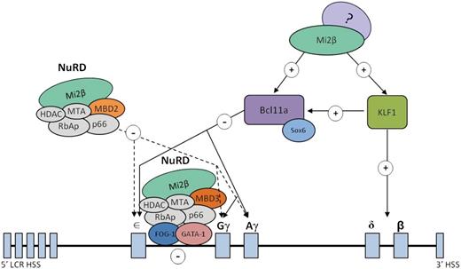 Figure 7. Working model of Mi2β-mediated developmental globin gene silencing through multiple mechanisms. Mi2β is a critical component of the MBD2/NuRD complex that regulates developmental globin gene silencing independently of BCL11A and KLF1-EKLF in an indirect manner. Mi2β binds to the distal promoter region of the γ-globin gene as part of the MBD3/NuRD/GATA-1/FOG-1 silencing complex. Mi2β binds to and activates expression of BCL11A and KLF1/EKLF, which in turn silence γ-globin gene expression. Solid arrows represent direct interactions, and dotted arrows represent indirect interactions.