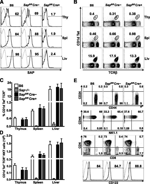 Figure 1. Conditional Sap deletion leads to loss of SAP expression yet retention of mature iNKT cells. (A) PBS57-CD1d tetramer (Tet)+TCR-β+ iNKT cells from the organs of wild-type (B6) and tamoxifen-treated Sapfl/flCre– and Sapfl/flCre+ mice were stained for intracellular SAP by using an anti-SAP (bold histogram) or isotype control (fine histogram) antibody and analyzed by flow cytometry. (B) Representative flow cytometric plots showing the percentages of iNKT cells in the organs of B6 and tamoxifen-treated Sapfl/flCre– or Sapfl/flCre+ mice. Average percentage (C) and absolute number (D) of CD1d-Tet+TCR-β+ iNKT cells in the organs of B6, Sap−/−, and tamoxifen-treated Sapfl/flCre– or Sapfl/flCre+ mice. Data represent the mean ± standard error of the mean (SEM) of 6 animals per genotype. (E) The maturation status of liver iNKT cells was assessed by examining the surface levels of expression of CD24, CD44, NK1.1, CD4, CD8, and CD122. Data in A, B, and E are representative of 6 age-matched mice of each genotype. Liv, liver; Thy, thymus; Spl, spleen.