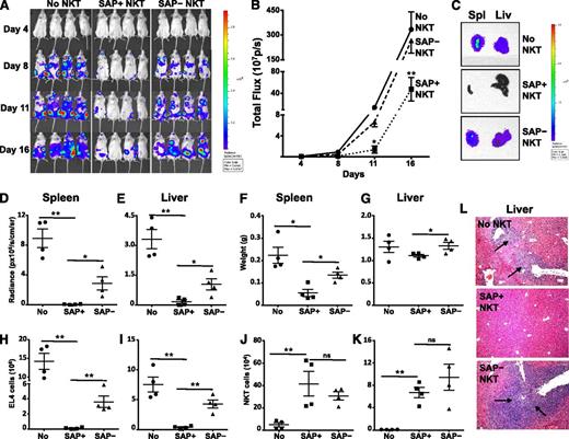 Figure 3. SAP-deficient iNKT cells exhibit defective in vivo control of antigen-pulsed EL4 cells. NSG mice were reconstituted or not (No NKT) with 4 × 105 sort-purified iNKT cells from tamoxifen-treated Sapfl/flCre– (SAP+) or Sapfl/flCre+ (SAP−) mice. Three days later, mice were injected intravenously with 1 × 105 PBS44-loaded EL4-Luc cells. (A) Whole body distribution of EL4-Luc cells over the first 2 weeks was determined by bioluminescence imaging. (B) Quantification of bioluminescence images at serial time points. Data points are the average radiance emitted from 4 mice per group. Statistical significance was determined by two-way ANOVA. *P < .05 and **P < .001 denotes comparisons among cohorts at specific time points. (C) Total bioluminescence in spleen (Spl) and liver (Liv) from a representative mouse in each group is shown. Bioluminescence (D-E) and weights (F-G) of organs were measured and the number of EL4 (H-I) and iNKT cells (J-K) was determined by flow cytometry. (L) Tumor burden in the liver was assessed histologically. Black arrows indicate tumor aggregates. Data are from 1 of 2 experiments in which a total of 7 to 8 mice in each cohort was examined. Error bars represent standard deviation (SD). Statistical significance was determined by unpaired two-tail t test. *P < .05; **P < .001; ns, not significant.