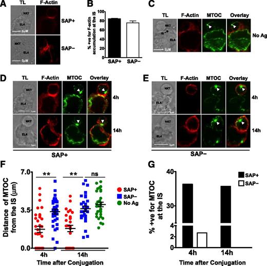 Figure 7. SAP– iNKT cells accumulate actin but demonstrate impaired MTOC polarization at the IS. (A) Conjugates of murine SAP+ or SAP– iNKT cells and antigen-loaded EL4 cells were prepared, fixed at 4 hours, stained, and evaluated by transmitted light (TL) and spinning disk confocal microscopy (Zeiss Observer-Z.1 with Hamamatsu cooled-CCD camera) by using fluorescently labeled phalloidin to detect F-actin. The magnification of the objective lens was ×63 and the numerical aperture was 1.45. Scale bar: 5 μm. (B) Graph represents mean percentage ± SEM of conjugates that were positive (+ve) for F-actin accumulation at the IS. Data are pooled from 3 experiments; scoring was for ≥20 conjugates per condition. Conjugates were evaluated in a blinded fashion and scored positive for F-actin accumulation at the synapse when there was enhanced staining at the site of iNKT-target-cell interface. (C-G) Conjugates were similarly evaluated and scored in a blinded fashion for MTOC polarization at the synapse. (C) Conjugates of SAP+ iNKT cells and unloaded EL4 cells were analyzed for localization of the MTOC at the IS. (D-E) Representative conjugates of SAP+ or SAP– iNKT cells and antigen-loaded EL4 cells analyzed at 4 or 14 hours are shown. White arrowheads indicate the centrosome. (F) MTOC polarization at the IS in SAP+ and SAP– NKT cells was assessed by measuring its distance from the IS at 4 and 14 hours. (G) Average percentage of conjugates positive (+ve) for MTOC at the synapse. Each mean represents data from at least 25 conjugates ± SEM. Statistical significance was determined by unpaired two-tailed t test. **P < .001.