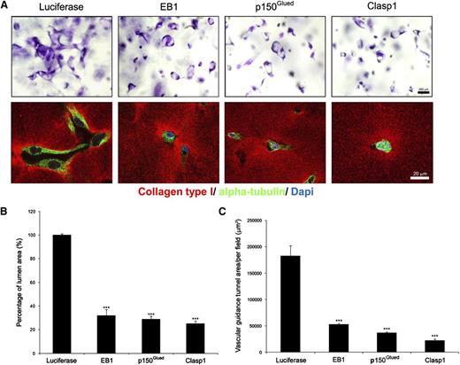 Figure 1. The microtubule tip complex proteins, EB1, p150Glued, and Clasp1, are required for EC tubular morphogenesis in 3D collagen matrices. (A) ECs were treated with control (luciferase), p150Glued, Clasp1, or EB1 siRNAs and suspended within 3D collagen matrices for 24 hours. Fixed cultures were stained with toluidine blue and photographed (upper panel). Bar equals 200 μm. Cultures were double stained with anticollagen antibodies to examine vascular guidance tunnel spaces that are created as a result of the tube formation (left lower panel) and anti-α tubulin antibodies to visualize the EC cytoskeleton under the indicated conditions (lower panel). Representative confocal microscopy images of control, EB1-, p150Glued-, or Clasp1 siRNA–treated cells in 3D collagen matrices are shown (lower panel). Bar equals 20 μm. (B) Cultures from (A) were quantitated for EC lumen (B) and vascular guidance tunnel (C) formation. Data are shown as mean EC lumenal area ± standard deviation (n = 6) measured using Metamorph software. Statistical significance ***P < .0005.