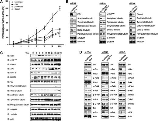 Figure 2. EB1, p150Glued, and Clasp1 control vascular tube morphogenesis by affecting a lumen signaling kinase cascade and tubulin posttranslational modifications, including induced acetylation and detyrosination events. (A) Time course experiment to monitor the influence of siRNA-treated control, EB1, p150Glued, and Clasp1 ECs during lumen and tube formation after the indicated times of culture. EC luminal areas were traced and analyzed using Metamorph software. Data are shown as mean EC luminal area ± standard deviation (n = 3). (B) EB1, p150Glued, and Clasp1 control EC morphogenesis in 3D collagen matrices through posttranslationally modified tubulins. EC lysates were harvested at 24 hours for immunoblot analysis and probed with indicated antibodies. Depletion of EB1, p150Glued, and Clasp1 by siRNA interference markedly decreases posttranslationally modified tubulin expression (compared with total α -tubulin) that accompanies blockade of EC lumen and tube formation in 3D collagen matrices. (C) ECs in 3D collagen matrices were lysed at the indicated time points for immunoblot analysis to analyze the expression or presence of EB1, p150Glued, Clasp1, APC, SIRT2, HDAC6, polyglutamylated tubulin, detyrosinated-tubulin, delta-2-tubulin, acetylated tubulin, tyrosinated tubulin, α-tubulin, and γ-tubulin during EC tube formation over time. An actin immunoblot was used as a loading control. (D) Depletion of EB1, p150Glued, or Clasp1 by siRNA interference impairs an EC lumen kinase-signaling cascade in 3D collagen matrices. Phospho-Pak2, -Pak4, -B-Raf, and -Erk are dramatically inhibited during EC lumen and tube formation in EB1, p150Glued, or Clasp1 knockdown cells. Total kinase levels as well as actin levels were determined. These blots were from a representative experiment that was repeated twice. The specificity of siRNAs and their ability to knockdown the protein expression was confirmed by immunoblot analysis.
