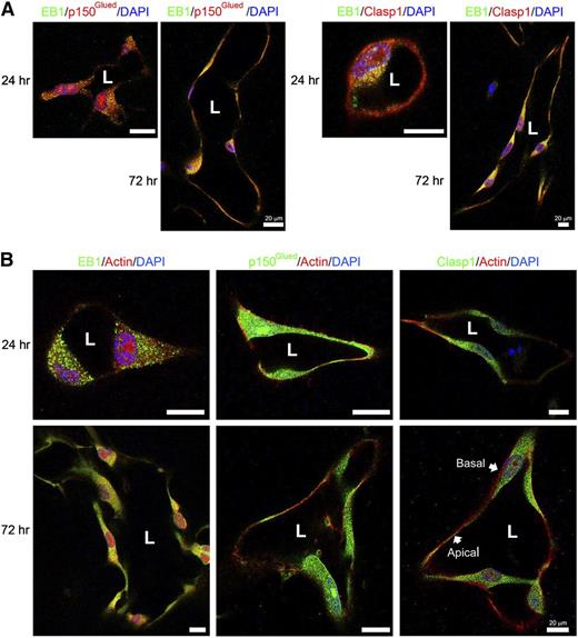 Figure 4. Overlapping staining of EB1 with p150Glued or Clasp1 during EC tubulogenesis and presence of these microtubule tip complex proteins in a subapical band supporting the apical luminal surface while F-actin is localized along the basal surface. (A) Confocal microscope images derived from optical sections of vascular tube structures in 3D matrices. EB1 was co-immunostained with p150Glued or Clasp1. EB1 (green) is colocalized with p150Glued or Clasp1 (red) in EC tubes within 3D matrices. Scale bar is 20 μm. (B) ECs were cultured for 24 hours and 72 hours in 3D collagen matrices and fixed and stained for EB1, p150Glued, or Clasp1 and F-actin. EB1, p150Glued, or Clasp1 distributed in a subapical domain, while F-actin was distributed basally. Stained samples were analyzed by confocal microscopy and representative images are shown. Scale bar is 20 μm.