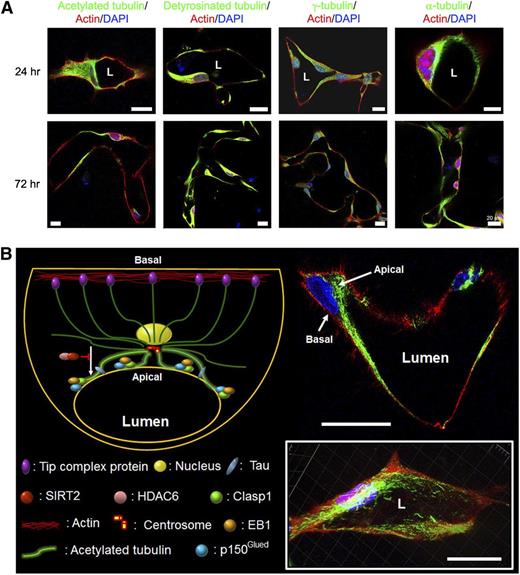 Figure 7. Posttranslationally modified tubulins, including acetylated and detyrosinated tubulins, accumulate in a subapical membrane location during EC tubulogenesis in 3D extracellular matrices, while F-actin is predominantly observed in a basal distribution. (A) ECs were cultured in 3D collagen matrices for 24 or 72 hours and then fixed for immunostaining for the indicated molecules. L indicates lumen space. Bar equals 20 μm. (B) The 72-hour cultures were stained for acetylated tubulin (green) and F-actin (red); a representative image is shown in the upper right. A 3D reconstruction of these images is shown in the lower right. L indicates lumen space. Bars equal 20 μm. The schematic diagram illustrates major findings in this work including a fundamental role for microtubule assembly and posttranslational modifications in EC lumen and tube formation by supporting the development and maintenance of the apical membrane surface and, thus, controlling cytoskeletal apical–basal polarization of EC-lined tubes.