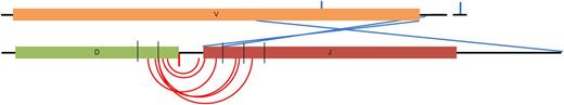 Figure 2. Schematic representation of generic V-D-J segments indicating the position of breakpoints within them. Samples can be broken down into groups based on the location of the breakpoint; D-J–mediated translocations (red) have breakpoints within 15 bp of the end of the D or J segments, whereas receptor revision–mediated translocations (blue) have breakpoints within, or near, the V and J segments with no D segment detected. Arcs indicate the positions of the breakpoints on both derivative chromosomes from the same sample. In some cases, both derivative chromosomes were not detected (solitary lines). Thin black lines on the D and J segments indicate 5-bp gaps.
