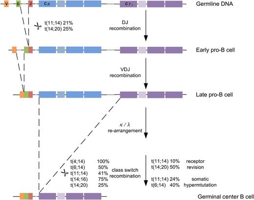 Figure 3. Summary of translocation events in myeloma. Translocations occur between the IGH locus and all main partner chromosomes through CSR in the germinal center. t(11;14) and t(14;20) subgroups also have other mechanisms of developing translocations through receptor revision in the germinal center or through DH-JH recombination at the early pro–B-cell stage.