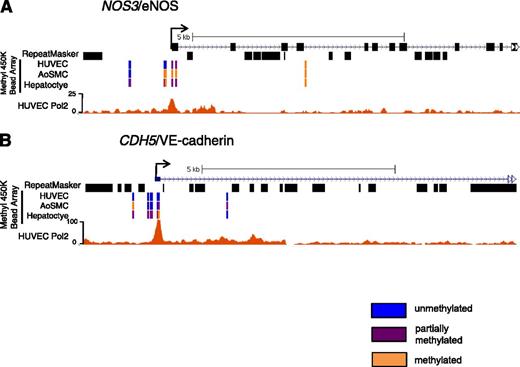 Figure 1. DNA methylation profiles at EC-enriched gene promoters. Promoter DNA methylation profiles of (A) NOS3/eNOS and (B) CDH5/VE-Cadherin genes in HUVECs, AoSMCs, and hepatocytes. Levels of methylation are color coded, where blue represents unmethylation, purple represents partial methylation, and orange represents full methylation, as identified by the Illumina Infinium Human Methylation 450K Bead Array platform. Regions of repetitive elements are indicated in black, identified by the RepeatMasker program. Signal enrichment of Pol2 chromatin immunoprecipitation-seq data in HUVECs is shown in orange, with the maximum signal indicated on the y-axis. Black arrow denotes the TSS. The UCSC Genome Browser was used to generate the track displays.46