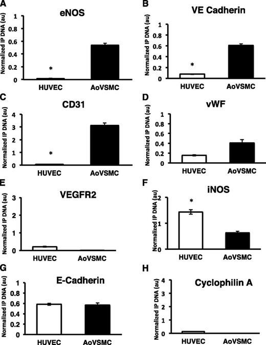 Figure 2. MeDIP analysis of EC and non-EC enriched genes. Relative methylation levels as determined by methyl-DNA IP (MeDIP) in HUVECs and AoVSMCs. EC-enriched genes (A) eNOS, (B) VE-cadherin, (C) CD31, and (D) vWF display greater levels of methylation in AoVSMCs relative to HUVECs. (E) VEGFR2 is hypomethylated in both HUVECs and AoVSMCs. (F) iNOS is known to be methylated in both cell types, which is observed here. (G) E-Cadherin serves as a positive control for promoter methylation, as it is not expressed in either cell type. (H) Cyclophilin A is expressed in both cell types, and hypomethylation is evident in both HUVECs and AoVSMCs. IP’d DNA was normalized to total input DNA for each cell type and gene and is expressed in arbitrary units (au). Data represent mean ± standard error of the mean (n = 3). *Statistical significance at P < .05 of HUVECs compared with AoVSMCs.