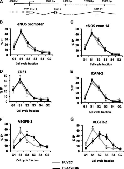 Figure 6. Replication timing profile of eNOS and EC-enriched genes in ECs and non-ECs. (A) A schematic of the NOS3 locus, with primer locations used to detect eNOS. The relative abundance (percent IP) of (B) the proximal promoter of eNOS and (C) exon 14 of eNOS in each cell cycle fraction quantified by qPCR in HUVECs (gray) and HuAoVSMCs (black). Data represent mean ± standard error of the mean, n = 4. The relative abundance (percent IP) of EC-enriched genes in each cell cycle fraction is shown for (D) CD31, (E) ICAM-2, (F) VEGFR-1, and (G) VEGFR-2, quantified by qPCR. Data represent mean ± standard error of the mean, n = 3.