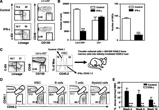 Figure 1. IFN-γ reduces HSC maintenance in vitro. HSCs (Lin−c-Kit+Sca-1+CD48−CD150+) were purified and cultured for 7 days with SCF/TPO/IL-3/IL-6/Flt3-L with or without IFN-γ. Representative plots showing the analysis for progenitors (Lin−c-Kit+), differentiated cells (Lin+), and HSCs (Lin−c-Kit+CD48−CD150+) (A) and absolute numbers of these cells (B). Data represent 3 independent experiments with 4 to 5 wells per condition. (C) HSCs from CD45.1 and CD45.1.2 mice were cultured (CD45.1 HSCs without IFN-γ, CD45.1.2 HSCs with IFN-γ), pooled and analyzed, and injected into CD45.2 recipient mice. (D) Representative plots showing donor contribution to total white blood cells and B, T, and myeloid cell lineages in peripheral blood of lethally irradiated CD45.2 recipient mice at 4 weeks after transplantation. (E) Donor contribution to total white blood cells at indicated weeks (n = 8). The experiment was repeated with CD45.1.2 HSCs cultured without IFN-γ and CD45.1 HSCs with IFN-γ with similar results. Mean values ± SEM are shown. *P < .05; **P < .01; ***P < .001. N.D., not detectable; WBC, white blood cells.