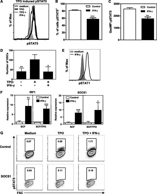 Figure 4. IFN-γ reduces TPO-mediated STAT5 phosphorylation. (A) Histogram showing phosphorylated STAT5 staining of purified HSCs (Lin−c-Kit+CD48−CD150+) cultured for 24 hours with SCF (shaded histogram), SCF and TPO (bold histogram), or SCF, TPO, and IFN-γ (thin histogram). Percentage of cells stained positive for pSTAT5 (B) and geometric mean fluorescence intensity of pSTAT5 (C). Data represent triplicate cultures and are representative of 2 independent experiments. (D) Purified HSCs were cultured as in Figure 1 with or without IFN-γ and/or TPO and HSC numbers were measured. Data are representative of 2 experiments with 4 wells per condition. (E) Histogram showing pSTAT1 staining of purified LKS cells stimulated for 45 minutes with SCF (shaded histogram) or SCF and IFN-γ (bold histogram). Histograms are representative of 4 independent experiments. (F) Messenger RNA expression levels of IRF-1 and SOCS1 in HSCs cultured for 24 hours with SCF or SCF and TPO with or without IFN-γ. Expression levels are relative to the expression in SCF cultured HSCs. Quantitative PCRs were performed in duplicate and data are pooled from 2 independent experiments with 1 to 3 cultures per condition. (G) Plots showing pSTAT5 staining of lineage-depleted BM cells after retroviral transduction with a vector encoding SOCS1 or with an empty vector as a control. Cells were cultured for 48 hours followed by TPO stimulation with or without IFN-γ and intracellular staining for pSTAT5. pSTAT5 staining of transduced (green fluorescent protein positive) cells is shown. Plots are representative of 3 independent experiments. Mean values ± SD are shown. *P < .05; **P < .01; ***P < .001. GeoMFI, geometric mean fluorescence intensity.