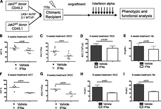 Figure 1. Murine IFNα is effective treatment in Jak2VF-induced MPN. (A) Schematic representation of generation of chimeric recipient mice. Purified HSC-enriched populations (lineagenegKithighSca1+) were isolated from Jak2VF (CD45.2) or Jak2WT (CD45.1) and injected into lethally irradiated B6xPtprca.F1 (CD45.1/2 double positive) recipient mice. (B) Effects of 4 weeks of daily IFNα on Jak2VF chimeric mice. Reduced HCT after IFNα (vehicle 76.0 ± 6.9% vs IFNα 65.5 ± 8.1%; P < .05; n = 9-10). (C) Reduced peripheral blood WCC after IFNα (vehicle 13.9 ± 3.7 × 109/L vs IFNα 7.5 ± 3.5 × 109/L; P < .01; n = 9-10). (D) Reduced peripheral blood RCC after IFNα (vehicle 17.8 ± 0.5 × 1012/L vs IFNα 14.7 ± 0.7 × 109/L; P < .01; n = 9-10). (E) Reduced hemoglobin (Hb) after IFNα (vehicle 21.4 ± 0.6 g/L vs IFNα 19.4 ± 0.6 g/L; P < .05; n = 9-10). Each data point represents an individual mouse. Data shown are pooled results from 2 independent experiments. (F) Effects of 8 week daily IFNα on Jak2VF chimeric mice. Reduced HCT after IFNα (vehicle 65.6 ± 5.6% vs IFNα 39.1 ± 0.8%; P < .01; n = 5). (G) Reduced peripheral blood WCC after IFNα (V = vehicle 11.4 ± 0.8 × 109/L vs IFNα 6.7 ± 3.5 × 109/L; P < .01; n = 5). (H) Reduced peripheral blood RCC after IFNα (vehicle 14.0 ± 1.0 × 1012/L vs IFNα 8.2 ± 0.2 × 109/L; P < .01; n = 5). (I) Reduced Hb after IFNα (vehicle 20.9 ± 0.5 g/L vs IFNα 11.8 ± 0.3 g/L; P < .01; n = 5). Each data point represents an individual mouse. Results given are mean ± standard deviation. RCC, red cell count; WCC, white cell count.