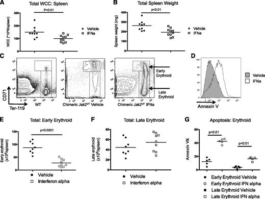 Figure 2. Effects on extramedullary hematopoiesis of 4 weeks of daily IFNα on Jak2VF chimeric mice. (A) Reduced spleen WCC after IFNα (vehicle 149.6 ± 44.1 × 106 vs IFNα 100 ± 27.1 × 106; P < .01; n = 9-10). (B) Reduced spleen weight after IFNα (vehicle 262 ± 51.2 mg vs IFNα 192 ± 40.6 mg; P ≤ .01; n = 9-10) (C) Representative flow cytometry plots showing maturation of erythropoiesis in WT and vehicle- and IFNα-treated mice. Early erythropoiesis is CD71high, late erythropoiesis is CD71mid-lowTer119+. (D) Representative histogram plots demonstrating annexin V staining on early erythroid cells. (E) Total early erythropoiesis reduced in IFNα-treated mice (vehicle 87.2 ± 8.0 × 106/spleen vs IFNα 27.6 ± 5.0 × 106/spleen; P < .01; n = 9-10) (F) No change in total late erythropoiesis (vehicle 44.3 ± 5.7 × 106/spleen vs IFNα 54.4 ± 6.0 × 106/spleen; P = .24; n = 9-10). Each data point represents an individual mouse. Data shown are pooled results from 2 independent experiments. (G) Apoptosis in early erythroid precursors increased after IFNα treatment (vehicle 12.3 ± 2.4% vs IFNα 42.4 ± 1.7; P < .01; n = 5). Apoptosis in late erythroid precursors increased after IFNα treatment (vehicle 3.7 ± 0.6% vs IFNα 16.4 ± 1.3; P < .01; n = 5). Results given are mean ± standard deviation.