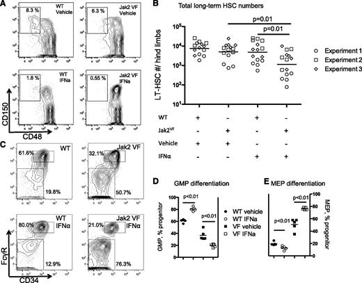 Figure 3. Effect on HSPC populations of 4 weeks of daily IFNα on Jak2VF chimeric mice. (A) Representative flow cytometry plots showing reduction in lineagelowKithighSca1+CD150+CD48− LT-HSCs from the Jak2VF IFNα-treated cells (expressed as percentage of parent LKS+ gate). (B) Reduction in LT-HSCs expressed as absolute number per lower limb cellularity (vehicle-treated WT: 8896 ± 6612 vs Jak2VF 6930 ± 6128; P = .34; n = 14; IFNα-treated WT: 6503 ± 8885 vs Jak2VF 2020 ± 3007; P = .01; n = 15; vehicle vs IFNα: Jak2VF; P = .01; vehicle vs IFNα WT: P = .78). Experimental replicates are shown as circles, squares, and diamonds (experiments 1, 2, and 3, respectively). (C) Representative flow cytometry plots showing that IFNα treatment in WT cells causes a relative reduction in MEPs (lineagelowKithighSca1−CD34−FcGR−), with relative expansion of GMP (lineagelowKithighSca1−CD34+FcGR+). Conversely, IFNα treatment in Jak2VF cells causes further expansion in MEP and relative reduction in GMP. (Percentage of parent lineagelowKithigh, LK+ gate). (D) Two weeks of IFNα treatment in WT cells increases GMP differentiation (WT vehicle: 60.8 ± 2.7% vs IFNα: 80.5 ± 3.3%; P < .01; n = 4-5) and reduces GMP differentiation in Jak2VF cells (Jak2VF vehicle: 36.8 ± 8.1% vs IFNα: 19.6 ± 2.7%; P < .01; n = 4-5). (E) Two weeks of IFNα treatment in WT cells reduces MEP differentiation (WT vehicle: 19.8 ± 2.8% vs IFNα: 12.9 ± 3.2%; P < .01; n = 4-5) and increases MEP differentiation in Jak2VF cells (Jak2VF vehicle: 50.7 ± 9.6% vs IFNα: 76.3 ± 1.9%; P < .01; n = 4-5). Each data point represents an individual mouse. Data shown are representative of at least 2 independent experiments. Similar results were found in each experiment. Results given are mean ± standard deviation.