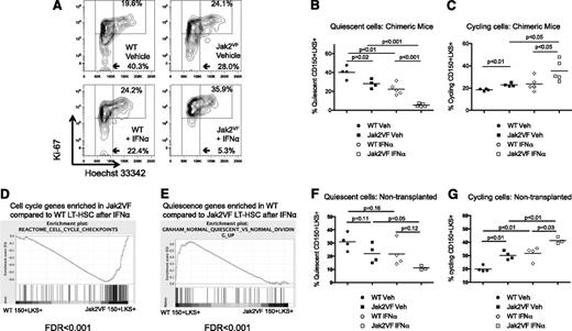 Figure 4. Effect of IFNα treatment on LT-HSC cell cycle in chimeric transplant recipients and primary mice. (A) Representative flow cytometry plots showing cell cycle in lineagelowKithighSca1+CD150+ WT (CD45.1) or Jak2VF (CD45.2) LT-HSCs from chimeric recipient mice. G0 (quiescent) cells are Ki-67lowH333422n, G1 cells are Ki-67+H333422n, and SG2M cells are Ki67+H333424n. (B) Reduction in quiescent HSCs after IFNα treatment in WT (gated on CD45.1 WT vehicle: 40.3 ± 6.6% vs IFNα: 22.4 ± 6.0%; P < .01; n = 4) and reduction in quiescent HSCs after IFNα treatment in Jak2VF (gated on CD45.2 Jak2VF, vehicle: 28.0 ± 2.3% vs IFNα: 5.4 ± 0.7%; P < .0001; n = 5). There were significantly fewer quiescent Jak2VF compared with WT HSCs (1.4-fold; P = .02). More profound depletion of quiescent Jak2VF HSC compared with WT HSCs (4.2 fold; P = .0003). (C) Increase in actively cycling (Ki67+H333424n) HSCs after IFNα treatment in Jak2VF cells (gated on CD45.1 WT vehicle: 19.6 ± 0.4% vs WT IFNα: 24.2 ± 6.5%; P = .21; gated on CD45.2 Jak2VF vehicle: 24.1 ± 0.9% vs Jak2VF IFNα: 35.9 ± 9.6%; P < .05; n = 4-5). There were significantly more Jak2VF than WT HSCs in active cell cycle in vehicle-treated recipients (1.2-fold; P < .01) and also in IFNα-treated recipients (1.5-fold; P = .05). Each data point represents an individual mouse. Data shown are representative of at least 2 independent experiments using chimeric recipient mice. Similar results were found in each experiment. Results given are mean ± standard deviation. (D) GSEA performed on lineagelowKithighSca1+CD150+ WT (CD45.1) or Jak2VF (CD45.2) cells from chimeric recipient mice revealed that genes regulating cell cycle were enriched in Jak2VF HSCs compared with WT HSCs. (E) Genes regulating quiescence were relatively enriched in WT HSCs compared with Jak2VF HSCs. (F) Reduction in quiescent (Ki67lowH333422n) HSCs in WT and Jak2VF primary mice after IFNα treatment (WT vehicle: 31.0 ± 3.2% vs WT IFNα: 21.7 ± 4.9%; P = .16; Jak2VF vehicle: 22.0 ± 3.6% vs Jak2VF IFNα: 11.1 ± 0.9%; P = .05; n = 3-4/group). (G) Increase in actively cycling (Ki67+H333424n) HSCs in WT and Jak2VF primary mice after IFNα treatment (WT vehicle: 20.0 ± 1.1% vs WT IFNα: 31.7 ± 2.6%; P < .01; Jak2VF vehicle: 30.1 ± 1.6% vs Jak2VF IFNα: 41.3 ± 1.4%; P < .01; n = 3-4/group). There were significantly more Jak2VF than WT HSCs in active cell cycle in vehicle-treated recipients (P < .01) and also in IFNα-treated recipients (P = .03).