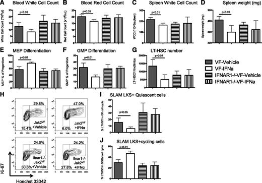 Figure 6. The effects of IFNα are cell autonomous and specific to type 1 interferon signaling. (A) Peripheral blood WCC was reduced in IFNα-treated Jak2VF chimeric mice compared with vehicle controls (12.5 ± 2.9 × 106/L vs 8.3 ± 2.0 × 106/L, respectively; P = .05) but not in IFNα-treated Ifnar1−/−Jak2VF chimeric mice compared with vehicle controls (16.5 ± 4.6 × 106/L vs 15.1 ± 2.8 × 106/L, respectively; P = .62). (B) Peripheral blood RCC was reduced in IFNα-treated Jak2VF chimeric mice compared with vehicle controls (20.2 ± 0.8 × 109/L vs 16.6 ± 0.7 × 109/L, respectively; P = .02) but not in IFNα-treated Ifnar1−/−Jak2VF chimeric mice compared with vehicle controls (18.9 ± 1.2 × 109/L vs 19.4 ± 1.2 × 109/L, respectively; P = .81). (C) Spleen WCC was reduced in IFNα-treated Jak2VF chimeric mice compared with vehicle controls (165 ± 8 × 106 vs 215 ± 10 × 106, respectively; P < .01) but not in IFNα-treated Ifnar1−/−Jak2VF chimeric mice compared with vehicle controls (181 ± 29 × 106 vs 174 ± 8 × 106, respectively; P = .83). (D) Spleen weight was reduced in IFNα-treated Jak2VF chimeric mice compared with vehicle controls (298 ± 30 mg vs 410 ± 17 mg, respectively; P = .02); however, there was no difference in IFNα-treated Ifnar1−/−Jak2VF chimeric mice compared with vehicle controls (321 ± 41 mg vs 364 ± 12 mg, respectively; P = .36). (E) MEP differentiation was potentiated by IFNα treatment in Jak2VF chimeric mice compared with vehicle controls (76.4 ± 1.7% vs 56.9 ± 4.4%, respectively; P < .01), but there was no effect in Ifnar1−/−Jak2VF chimeric mice compared with vehicle controls (53.4 ± 2.7% vs 51.3 ± 4.4%, respectively; P = .69). (F) GMP differentiation was impaired in IFNα-treated Jak2VF chimeric mice compared with vehicle controls (17.1 ± 1.5% vs 31.7 ± 3.3%, respectively; P < .01), but there was no effect in IFNα-treated Ifnar1−/−Jak2VF chimeric mice compared with vehicle controls (30.4 ± 1.6% vs 29.6 ± 3.4%, respectively; P = .85). (G) Reduced total LT-HSC numbers in IFNα-treated Jak2VF chimeric mice compared with vehicle controls (5040 ± 1502 vs 13 430 ± 2026, respectively; P = .01) but no effect in IFNα-treated Ifnar1−/−Jak2VF chimeric mice compared with vehicle controls (7662 ± 1843 vs 7849 ± 1237, respectively; P = .94). (H) Representative flow cytometry plots showing cell cycle in lineagelowKithighSca1+CD150+ Jak2VF or Ifnar1−/−Jak2VF LT-HSCs from chimeric recipient mice. G0 (quiescent) cells are Ki-67lowDNA2n, G1 cells are Ki-67+DNA2n, and SG2M cells are Ki67+DNA4n. (I) Quiescence in Jak2VF HSCs was reduced after IFNα treatment compared with vehicle control (6.0 ± 1.2% vs 15.4 ± 3.4%, respectively; P = .04), but there was no difference in Ifnar1−/−Jak2VF HSCs with IFNα treatment or vehicle control (27.8 ± 4.5% vs 30.6 ± 7.3%, respectively; P = .75). (J) Actively cycling Jak2VF HSCs increased after IFNα treatment compared with vehicle control (47.0 ± 2.1% vs 29.8 ± 2.9%, respectively; P < .01), but there was no difference in Ifnar1−/−Jak2VF HSCs after IFNα treatment compared with vehicle control (24.2 ± 3.4% vs 24.0 ± 2.4%, respectively; P = .96) (n = 4/group for each experiment, mean +/− standard deviation).