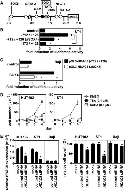 Figure 5. Direct activation of the HDAC8 promoter by SOX4. (A) A schematic depiction of the HDAC8 promoter region from –712 to +126 bp with potential cis regulatory elements. (B) Mutation analysis. Luciferase reporter assays were performed with the HDAC8 promoter fragment from –712 to +126 bp with the SOX4 site at –243 to –236 bp being wild-type or mutated (ΔSOX4, from AACAAGGA to ACCATGGA). Data are presented as mean ± SEM of 3 separate experiments. *P < .05. (C) Reconstitution experiment. Raji cells were cotransfected with pGL3-HDAC8 (–712/+126) or pGL3-HDAC8 (–712/+126) ΔSOX4 and the SOX4 expression vector or control expression vector as indicated. After 24 hours, luciferase assays were performed in triplicate. Promoter activation was expressed as fold induction of luciferase activity in cells transfected with the SOX4 expression vector vs cells transfected with the control expression vector. Transfection efficiency was normalized by β-galactosidase activity. Each bar represents mean ± SEM of 3 separate experiments. *P < .05. (D) Effect of broad-spectrum HDAC inhibitors on cell growth. ATL cell lines (HUT102 and ST1) were treated with TSA, SAHA, or vehicle (DMSO) and cultured in a 96-well plate at 0.5 × 104 cells per well. At indicated time points, viable cells were counted on FACSCalibur by gating out cells stained with propidium iodide. Data are shown as mean ± SEM of 3 separate experiments. *P < .05; **P < .01. (E) Effect of HDAC8 siRNA on cell growth. Two ATL cell lines (HUT102 and ST1) and Raji were transfected with control siRNA or HDAC8 siRNA. After 48 hours, quantitative PCR was performed for HDAC8 and GAPDH. Levels of HDAC8 expression were normalized by GAPDH (left). Cells were also cultured in a 96-well plate at 0.5 × 104 cells per well. After 72 hours, viable cells were counted on FACSCalibur by gating out cells stained with propidium iodide (right). Data are presented as mean ± SEM of 3 separate experiments. *P < .05.