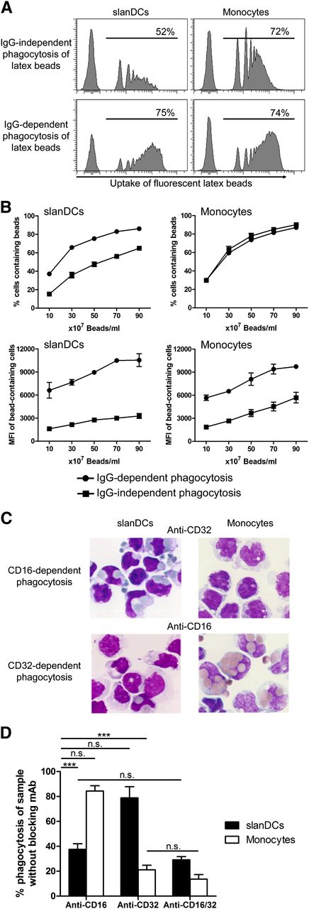 Figure 3. CD16 but not CD32 enables a high phagocytic activity of slanDCs. (A) FcγR-dependent uptake of particulate antigens by slanDCs. PBMCs were incubated for 30 minutes at 37°C with untreated or IgG-coated fluorescent latex particles. Internalization of latex particles was quantified by specific staining of slanDCs and monocytes and subsequent flow cytometric analysis. Data in the histograms are 1 representative experiment, where 50 × 107 latex beads/mL were incubated with PBMCs. The numbers give the percentage of cells that contain at least 1 latex bead. (B) Quantification of the experiments over a range of bead concentrations. The upper graphs quantify the percentage of cells that have internalized at least 1 bead. The lower graphs show the MFI of the bead-containing cells as a measure of the amount of internalized beads. Data of the graphs represent mean ± SEM (N = 3). (C) CD16- and CD32-specific uptake of opsonized SRBCs by slanDCs and monocytes. slanDCs and monocytes were incubated for 30 minutes at 37°C with IgG-opsonized SRBCs. To analyze receptor-specific phagocytosis, incubation was performed in the presence of blocking mAbs for either CD16 (clone 3G8) or CD32 (clone AT10). Pappenheim-stained cytospins of cells containing SRBCs were prepared with 1 × 105 cells per microscope slide. The microscopic pictures are of 1 representative experiment. (D) The quantification is presented relative to the sample with the nonblocking isotype-matched control mAb (100%). Data represent mean ± SEM (N = 3).