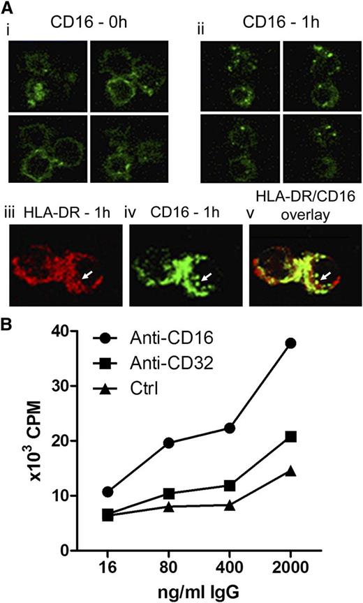 Figure 4. Targeting antigen to CD16 on slanDCs enables efficient internalization and restimulation of antigen-specific CD4+ T cells. (A) Internalization of CD16-targeted antigen into MHC class II–containing compartments. slanDCs were preincubated with FITC–anti-CD16 at 4°C. Internalization of cross-linked CD16 was induced by incubation for 1 hour at 37°C. Control cells were stored at 4°C. Localization of cross-linked CD16 in incubated and control cells was then analyzed by confocal laser scanning microscopy. (i) Distribution of CD16 on the surface of control cells. Four sections of the same cells are shown. (ii) Distribution of cross-linked CD16 after incubation for 1 hour. Four sections of the same cells are shown. (iii-v) Costaining of incubated slanDCs for HLA-DR (red, iii) and internalized CD16 (green, iv) shows partial colocalization of both signals in the overlay (v). (B) Efficient restimulation of antigen-specific T cells after targeting CD16 on slanDCs. Targeted antigen presentation was measured with specific mAbs to either CD16 (clone 3G8, mouse IgG1) or CD32 (clone AT10, mouse IgG1) followed by coculture with mouse IgG1–specific B13 T cells. Antigen presentation after nonspecific antigen uptake was measured using an anti-CD8 mAb (clone RPA-T8, mouse IgG1) with no affinity to slanDCs. Proliferation rates of IgG1-specific B13 T cells were measured by determining the 3H-thymidine incorporation into the DNA. Results are representative of 3 experiments.