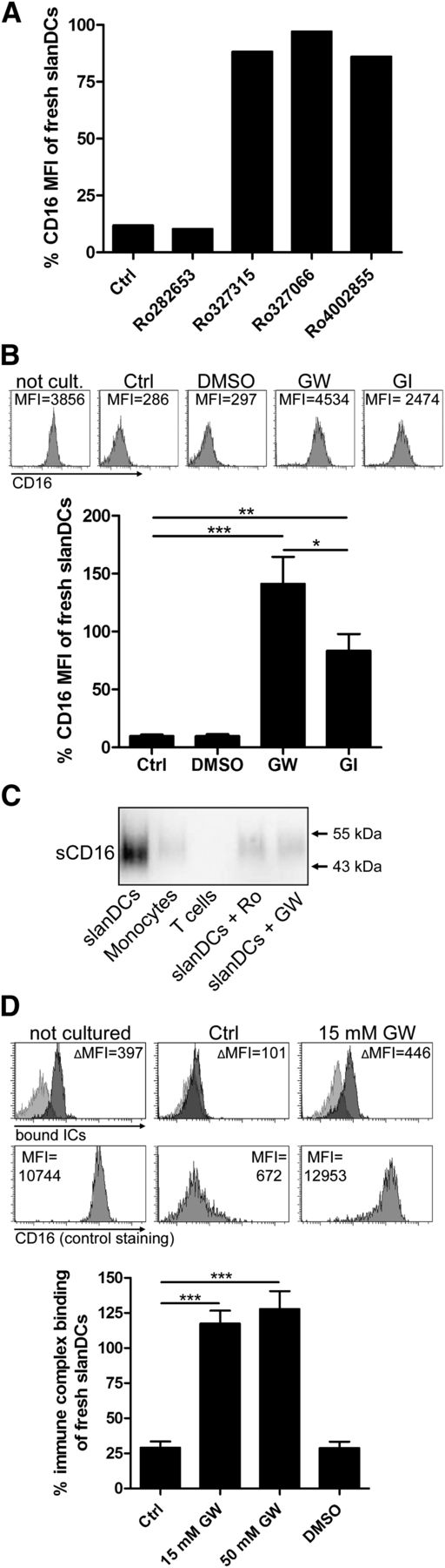 Figure 5. ADAM10 and ADAM17 promote downregulation of CD16 by proteolytic cleavage. (A) Broad-spectrum metalloproteinase inhibitors prevent downregulation of CD16 on slanDCs. Freshly isolated slanDCs were cultured for 6 hours in the presence of broad-spectrum metalloproteinase inhibitors with distinct specificities for certain MMPs and ADAMs (supplemental Table 1). Cultured controls did not contain an inhibitor. Uncultured controls were stored on ice. After cell culture, CD16 expression was measured by flow cytometry. Expression of CD16 is depicted as percent expression of uncultured slanDCs. (B) Inhibiting ADAM10 and ADAM17 activity with specific inhibitors prevents downregulation of CD16 on slanDCs. slanDCs were cultured for 8 hours in the presence of GW280264x, blocking both ADAM10 and ADAM17, and GI254023x, preferentially blocking ADAM10. Controls did not contain an inhibitor or did contain the inhibitor’s solvent (DMSO). Uncultured control cells were left on ice. CD16 expression was measured by flow cytometry and is depicted as percent expression of uncultured slanDCs. The histograms above the diagram show the CD16 staining of 1 representative experiment. (C) Soluble CD16 is produced in cell cultures of freshly isolated slanDCs but is hardly produced in the presence of metalloproteinase inhibitors. 1 × 106 slanDCs, monocytes, and CD4+ T cells, as well as slanDCs in the presence of 50 µM Ro327315 and 50 µM GW280264x, were incubated for 1 hour at 37°C. Supernatants of the cell cultures were then analyzed by Western blot for the presence of soluble CD16. (D) Preventing loss of CD16 prevents loss of IC binding. Freshly isolated slanDCs were cultured without the addition of metalloproteinase inhibitors, in the presence of GW280264x and the inhibitor’s solvent (DMSO). Control cells were stored on ice. After 8 hours of cell culture, binding of fluorescent ICs was quantified by flow cytometry and is depicted as percent IC binding of uncultured slanDCs. The histograms above the diagram are results of 1 representative experiment. Upper row: Light gray histograms show the control staining; dark gray histograms represent IC binding. ΔMFI is calculated by subtraction of the MFI of the control staining from the MFI of the samples with bound ICs. Lower row: CD16 expression of the respective slanDCs. Data represent mean ± SEM (N = 5).