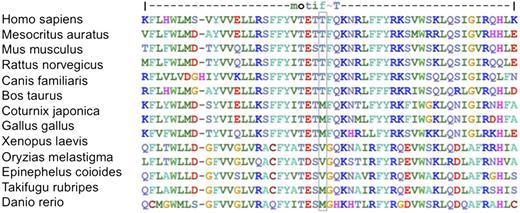 Figure 5. Sequence alignment of the TERT T motif across species. Colors represent amino acids with similar properties. Residue 567 is outlined in blue.
