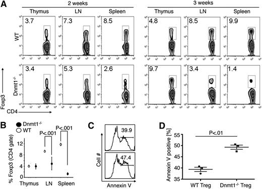 Figure 2. Development of Dnmt1−/− versus WT Foxp3+ Tregs. (A) Intranuclear flow cytometric staining for Foxp3 after gating on CD4 T cells, showing accumulation of Foxp3+ cells in thymii of Foxp3cre/Dnmt1−/− mice, but their diminution in LN and spleen samples compared with normal controls; proportion of labeled cells shown in each plot and data representative of 5 mice per group per time-point. (B) Pooled data (n = 5/ group) for proportions of Foxp3+ Tregs (mean ± SD) in each lymphoid tissue. (C) Compared with WT Tregs, Foxp3cre/Dnmt1−/− Tregs had increased susceptibility to apoptosis upon overnight TCR stimulation; annexin-V staining. (D) Pooled data to (C) from 3 independent experiments.