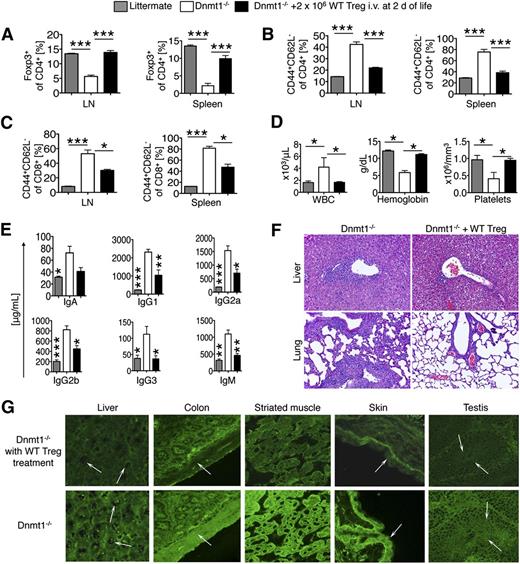 Figure 5. Adoptive transfer of WT Treg prevents autoimmunity in mice with Dnmt1−/− Foxp3+ Tregs. We adoptively transferred 2 × 106 WT Treg intravenously to fl-Dnmt1/Foxp3cre (Dnmt1−/−) mice at 2 days of life and assessed immunopathology at 3 weeks compared with fl-Dnmt1/Foxp3cre without treatment and littermate control (Foxp3cre). (A) CD4+Foxp3+ Treg population is normalized in Dnmt1−/− mice adoptively transferred with WT Treg. (B) CD4 and (C) CD8 Tcon showed a reduced level of activation in fl-Dnmt1/Foxp3cre mice treated with WT Treg. (D) Normalization of key hematologic parameters and (E) reduction of increased immunoglobulin levels in Dnmt1−/− mice after WT Treg administration. (F) Rescue of Dnmt1−/− mice with WT Treg alleviates autoimmune pathology of the lung and liver; hematoxylin and eosin staining, ×200 magnification. (G) Sera from Dnmt1−/− mice without WT Treg treatment (lower row) contained antibodies against nuclei (3 of 3 mice, nucleolar pattern in, eg, liver, 1/40 to 1/80 titers), smooth muscle (3 of 3 mice, eg, colon, 1/10 to 1/40 titers), striated muscle (3 of 3 mice, 1/20 to 1/80 titers), stratified squamous keratinizing epithelium in the skin (2 of 3 mice, ear section, 1/20 to 1/80 titers), and against sperm cells (1 of 3 mice, 1/10 to 1/20 titers). Sera from Dnmt1−/− mice with WT Treg treatment (upper row) had no autoantibodies in corresponding tissues and were indistinguishable from WT controls, with the exception of low smooth muscle antibody titers (1 of 3 mice, 1/10) and striated muscle antibodies (1 of 3 mice, 1/10 titer). All data are shown as mean ± SEM with n = 3 to 4 mice per group. *P < .05, **P < .01, ***P < .001 (analysis of variance with Tukey’s multiple comparison test).